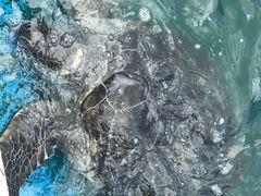-广东惠东海龟国家级自然保护区
