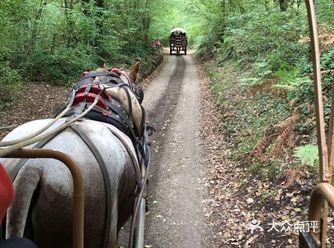 小镇特色 是有一大片保存完好的原始森林