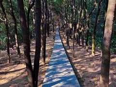 -火炉山森林公园