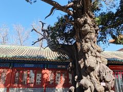 -北京国子监胡同
