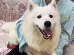 -福懋动物医院·犬猫全科·外科·重症科(杏林分院)