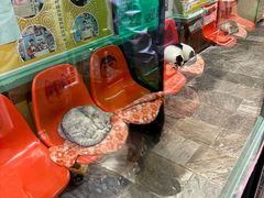 -猫咪博物馆(顶澳仔猫街店)