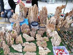 -中环花鸟鱼虫市场
