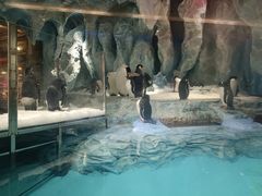 -帝企鹅自助餐厅•儿童岛•真企鹅(长隆企鹅酒店)