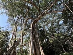 -瑞丽独树成林风景区