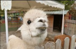 -萌宠亲子动物乐园(槐房万达店)