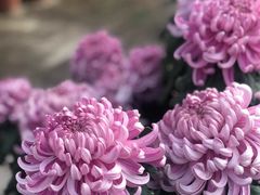 -上海大学(嘉定校区)