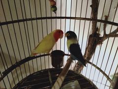 -小厨娘淮扬菜(六合欢乐港店)