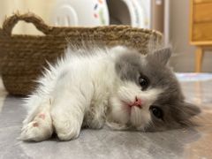 -老吴的猫·猫舍(新区店)