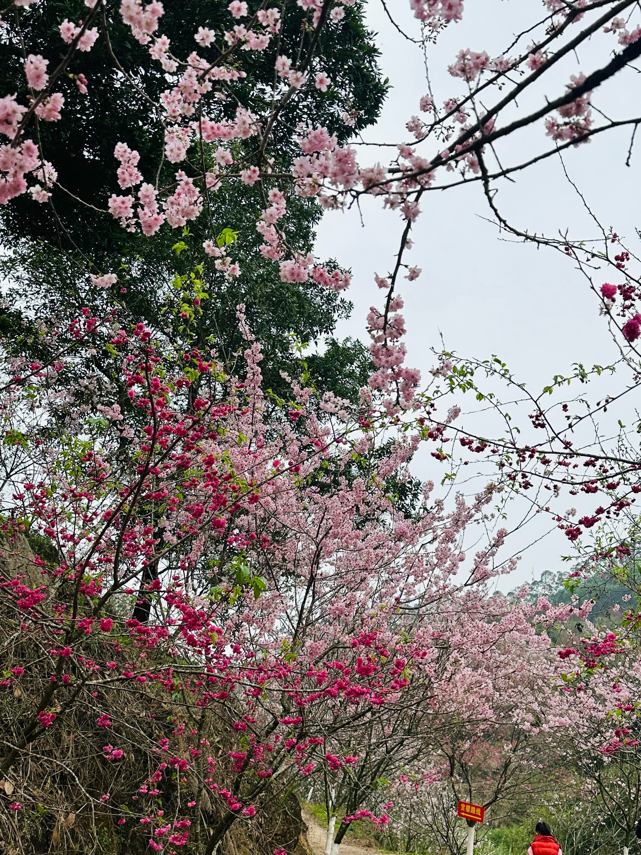 清明节赏花图片图片