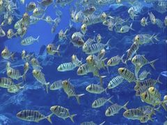 -海合安成都极地海洋公园