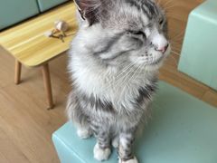 -猫在这儿猫咪咖啡馆·撸猫馆