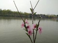 -南汇水蜜桃采摘(大团店)