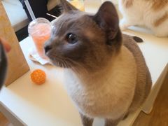 -滚猫咖啡·猫咖·猫友好撸猫(未来城店)