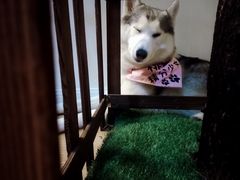 -Husky Go! 哈士奇体验馆·宠物咖啡厅狗咖