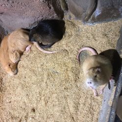 -酷嗒动物文化乐园(cutezoo西溪乐天城店)