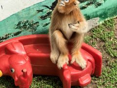 -西霞口神雕山野生动物世界