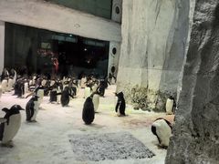 -大连圣亚海洋世界