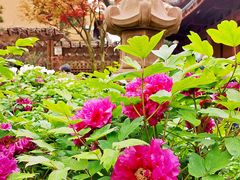 -龙华寺