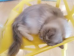 -Cappucimeow猫咪咖啡馆(韦伯时代店)