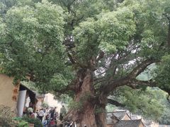 -杨家堂村