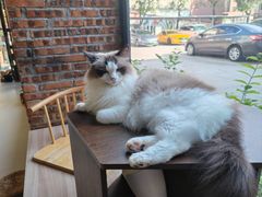 -豆逗聊愈猫阁Easy Life