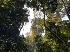 -西双版纳原始森林公园