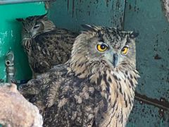 -西霞口神雕山野生动物世界