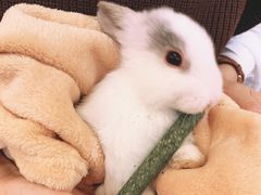 -猫猫幼稚园·撸猫·桌游·电玩