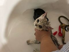 -十年猫舍·猫咪专门店(普陀店)