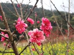 -广州市石门国家森林公园