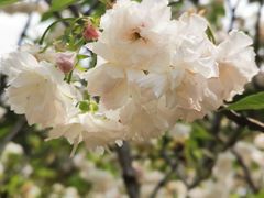 -天适樱花悠乐园