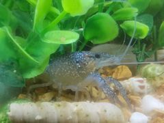 -青石桥花鸟鱼虫市场(叠翠城店)