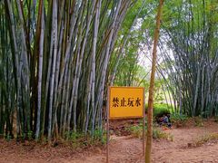 -田心森林公园