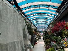 -武汉花鸟市场