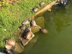 -纪念孙中山市政公园