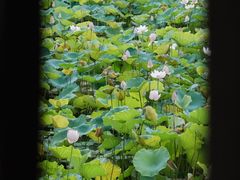 -荔湾湖公园