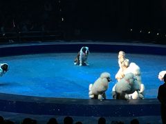 -珠海横琴长隆《卡卡虎奇遇记》