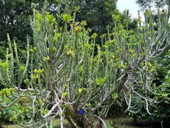 -中国科学院西双版纳热带植物园