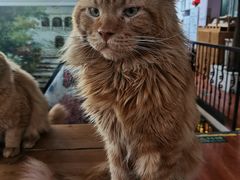 -猫小院猫主题咖啡厅(北锣店)