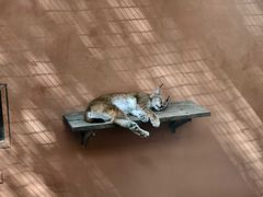 -青藏高原野生动物园