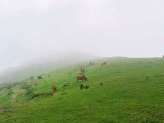 -大姆山草场
