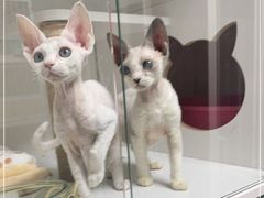 -Bastet sally猫舍购宠(静安店)