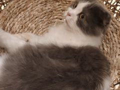 -飞行喵MR PILOT|猫舍·猫咖(静安大融城店)