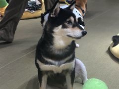 -逗柴咖啡屋·狗咖猫咖宠物桌游