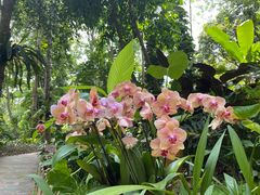 -中国科学院西双版纳热带植物园