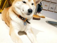 -柴务处·柴犬主题狗咖