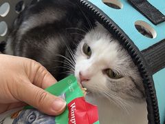 -pd派德宠物中心医院24H急重症·眼科中心·血液透析中心(嵩山北路店)