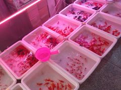 -宝鸡东道花鸟鱼虫市场(吉利花园商场店)