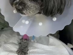-美联众合动物医院·24h转诊中心